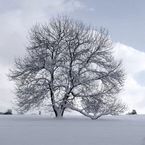 冰雪后树木如何救护以及复壮的办法